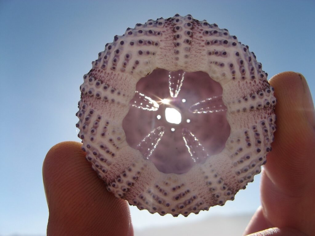 sea urchin, shell, beach-1794323.jpg